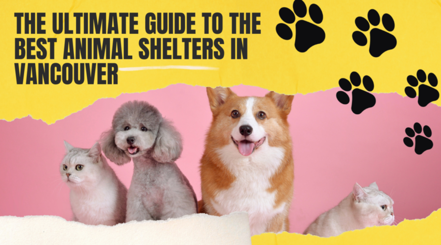 The Ultimate Guide to the Best Animal Shelters in Vancouver