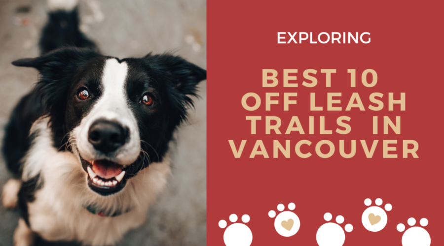 Exploring Best 10 Off Leash Trails In Vancouver