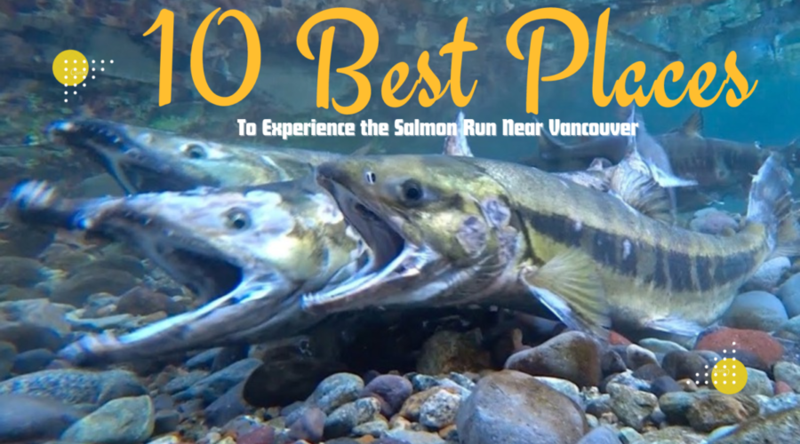 10 Best Places to Experience the Salmon Run Near Vancouver