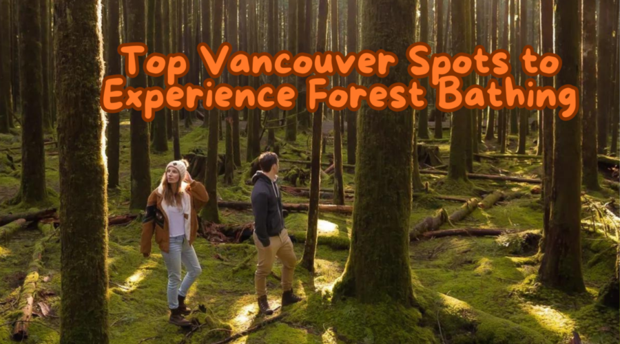 Top Vancouver Spots to Experience Forest Bathing