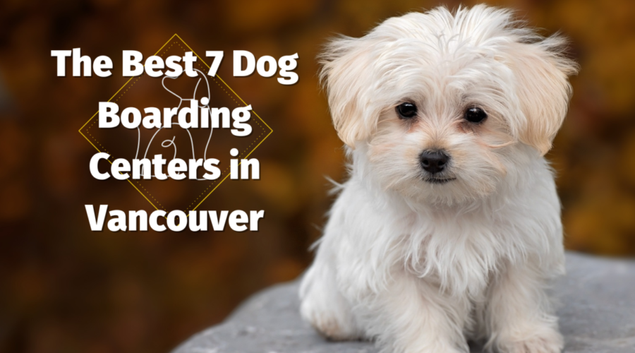 The Best 7 Dog Boarding Centers in Vancouver