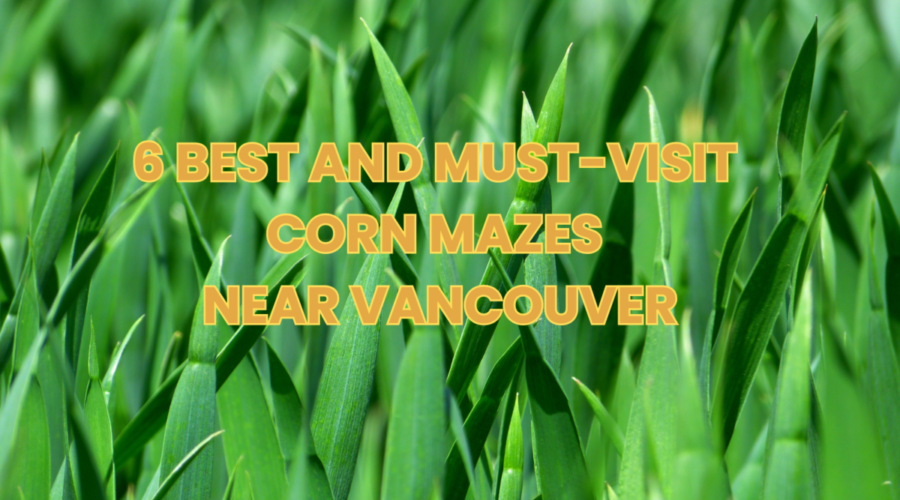 6 Best and Must-Visit Corn Mazes Near Vancouver