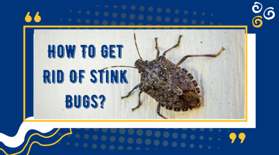 Exploring How To Get Rid Of Stink Bugs: What You Need to Know