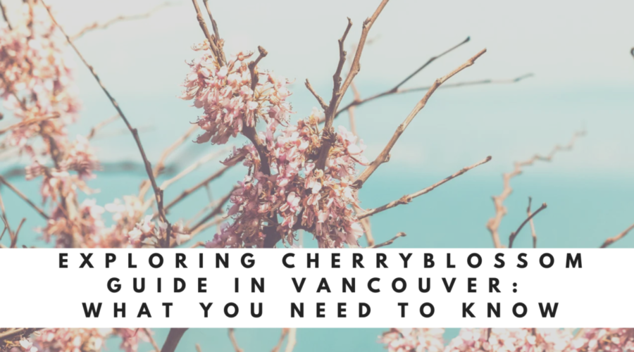 Exploring Cherry Blossom Guide in Vancouver: What You Need to Know