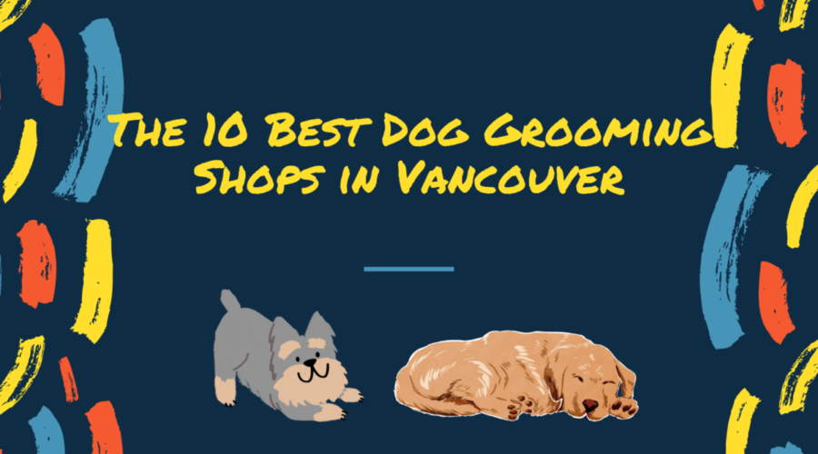 The 5 Best Dog Grooming Shops in Vancouver